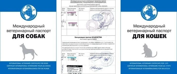 Паспорт для домашних животных — это важный документ, который помогает владельцам заботиться о здоров