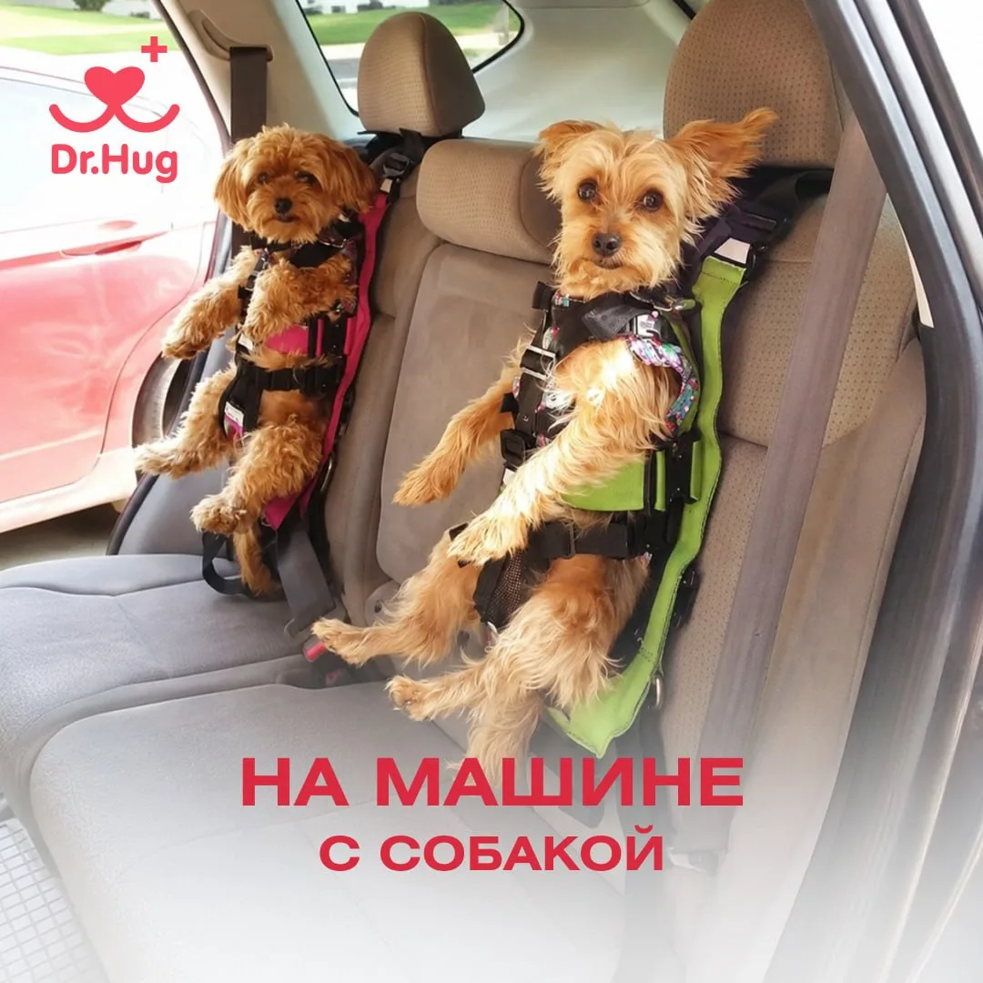 На машине с собакой: самое важное для владельцев 🐕

Хотите взять в путешествие или отпуск четвероно