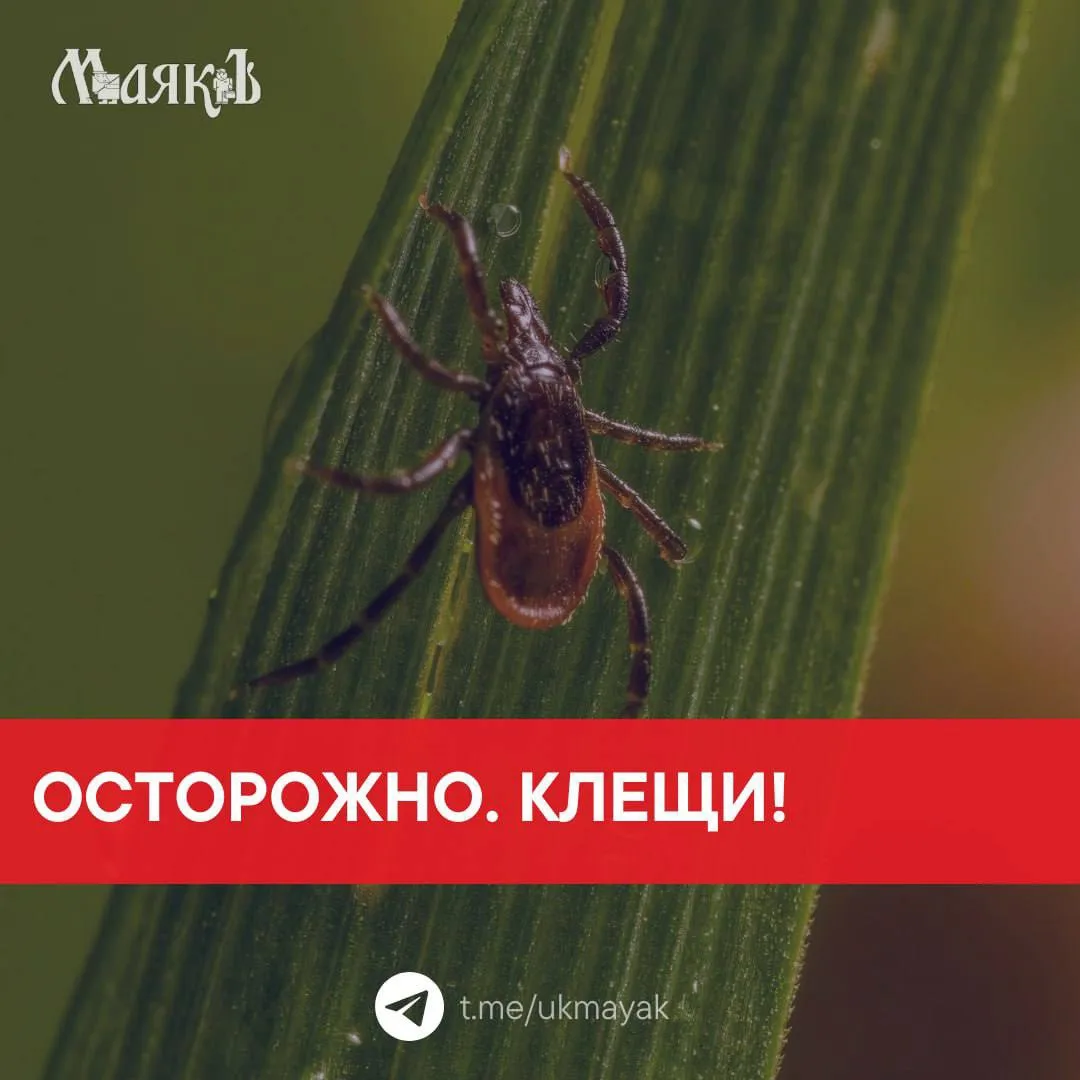 Лето - время быть начеку! 🐞

С потеплением на улицах всё больше зелени, солнца и... клещей. Эти нас