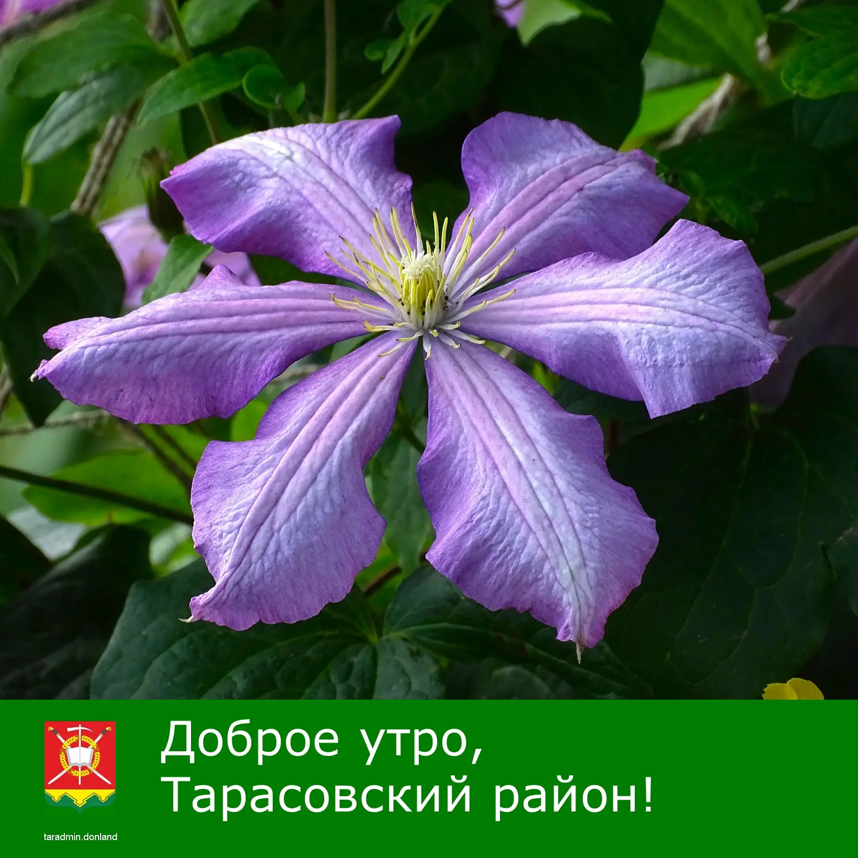 Доброе утро, уважаемые жители Тарасовского района!

Лето — это время года, когда очень жарко, чтобы 