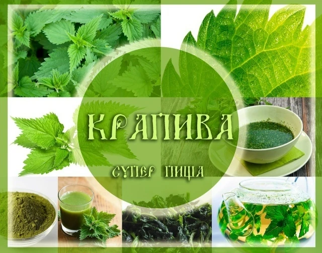 Супер Пища: КРАПИВА - КОРОЛЕВА ВСЕХ РАСТЕНИЙ 
 «Одна крапива заменяет семерых лекарей», — так говори