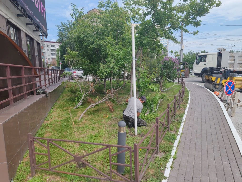 Убираем засохшее дерево.