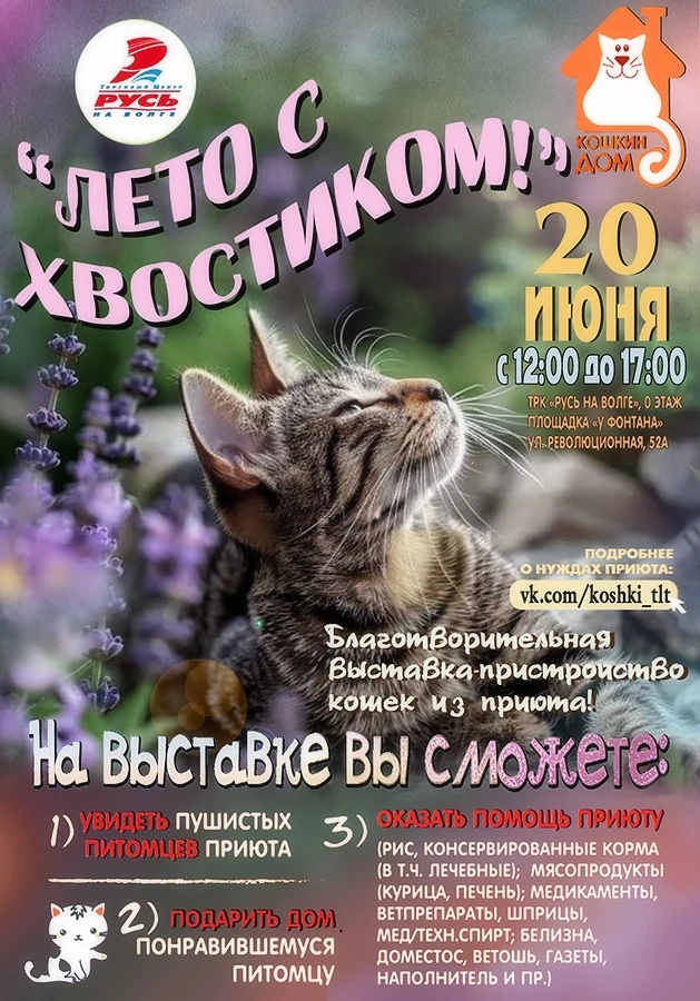 ☀🐾 Июнь - самое начало лета. И это идеальное время для абгрейда жизни до версии "с котом". Волонтер