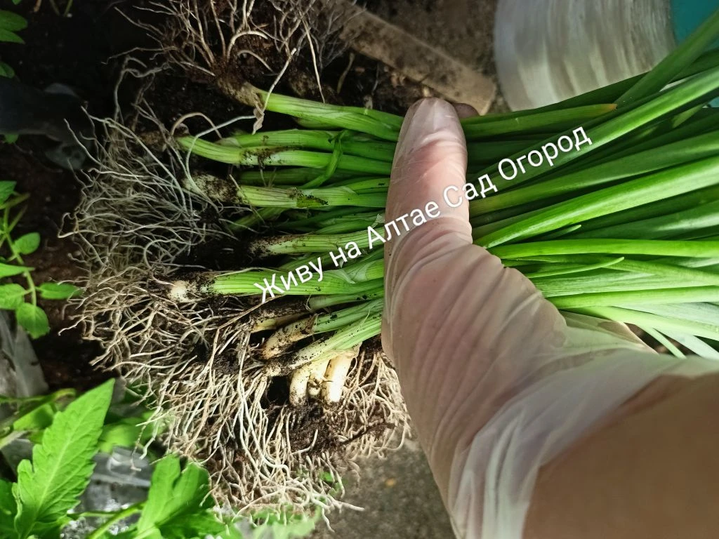 Сегодня высадила рассаду лука. 
Лук из семян, Эксибишен.

🌱Ждала подходящей погоды для высадки. 
Хо
