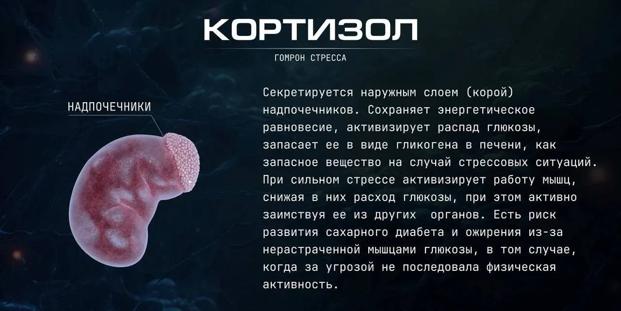 Очень важная информация про гормоны!