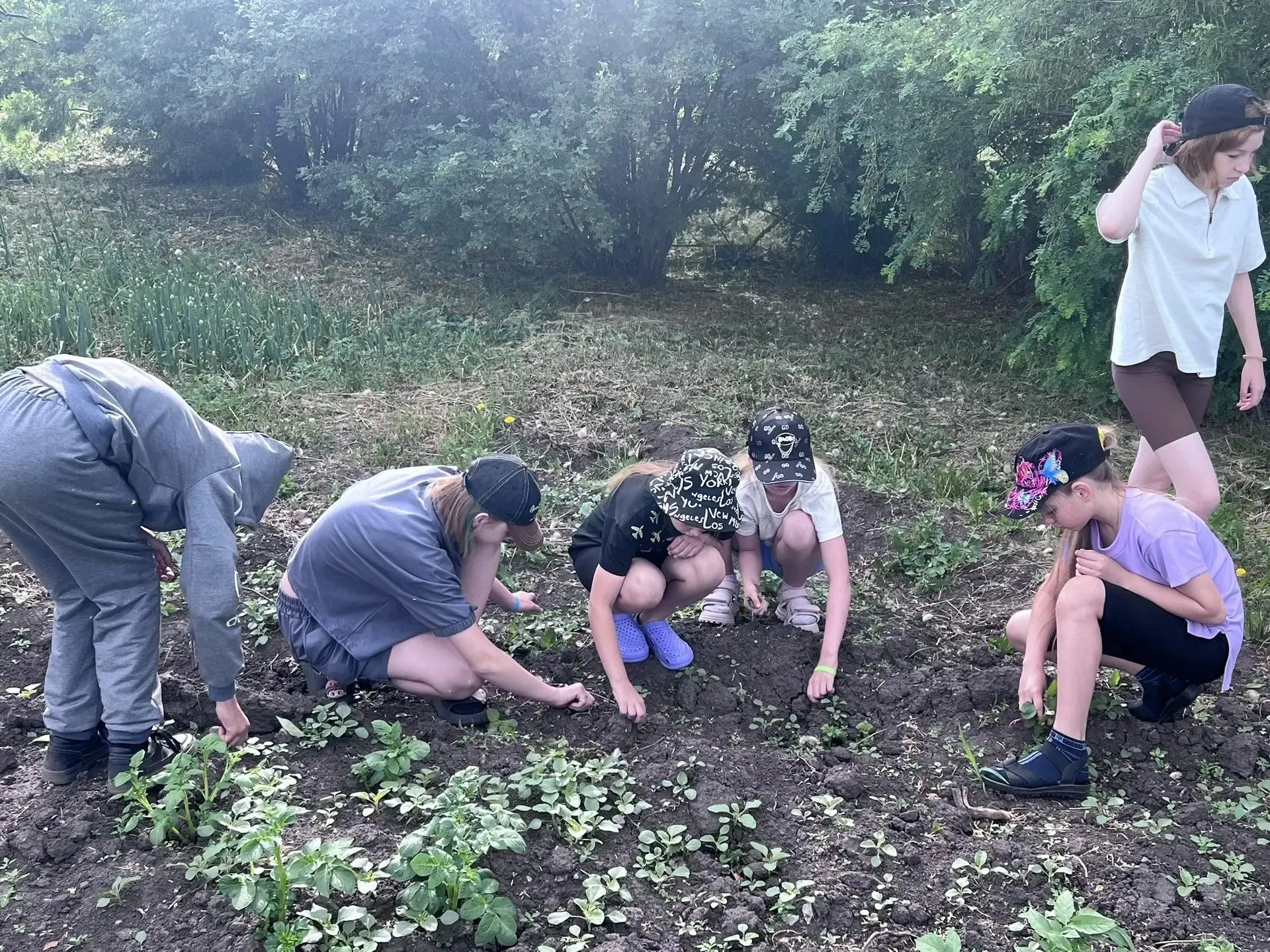 🥔 Наш маленький, но важный подвиг! 🥔Сегодня в нашем лагере прошёл настоящий трудовой десант! ☀️ На