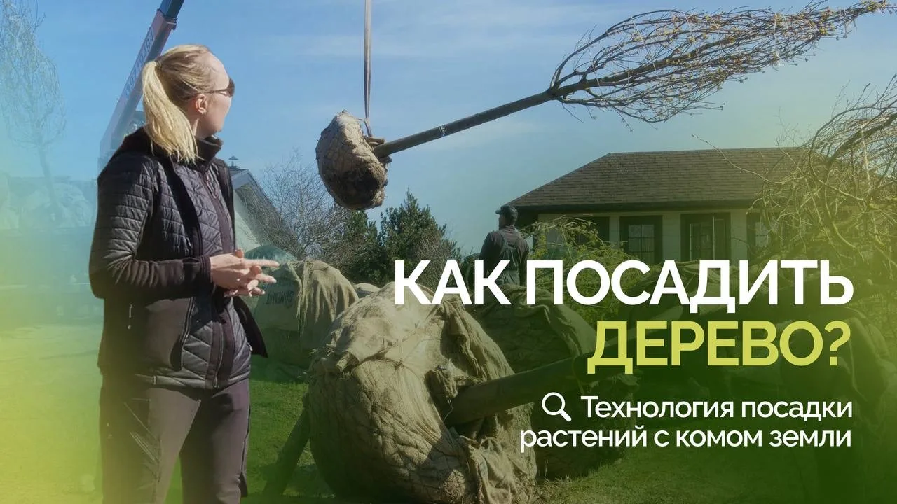 Как посадить дерево?
Технология посадки растений с комом земли.

В этом видео показываем пошаговую и