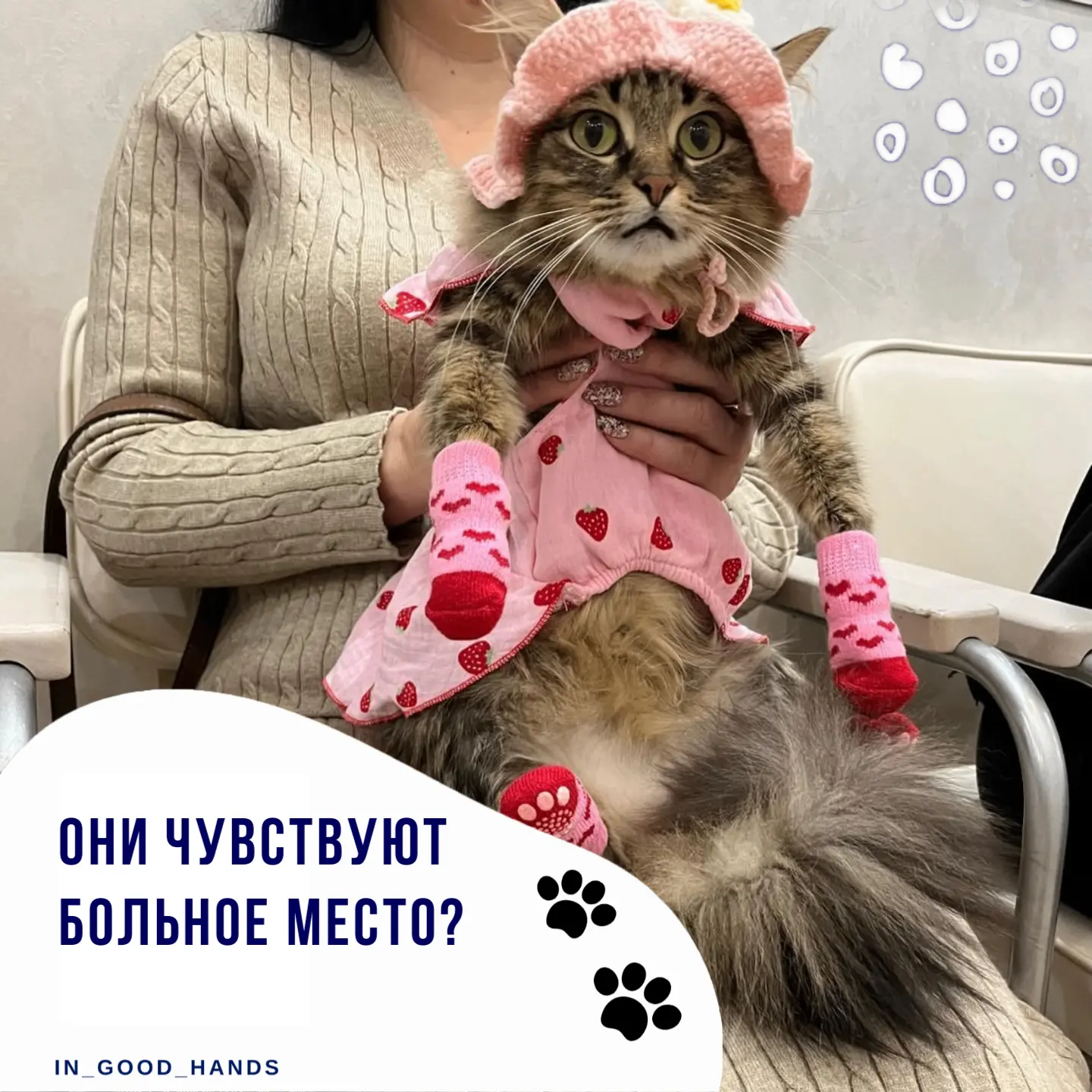 Кошка легла вам на живот, а собака упорно прижимается к больной спине, и сразу появляется мысль: “он