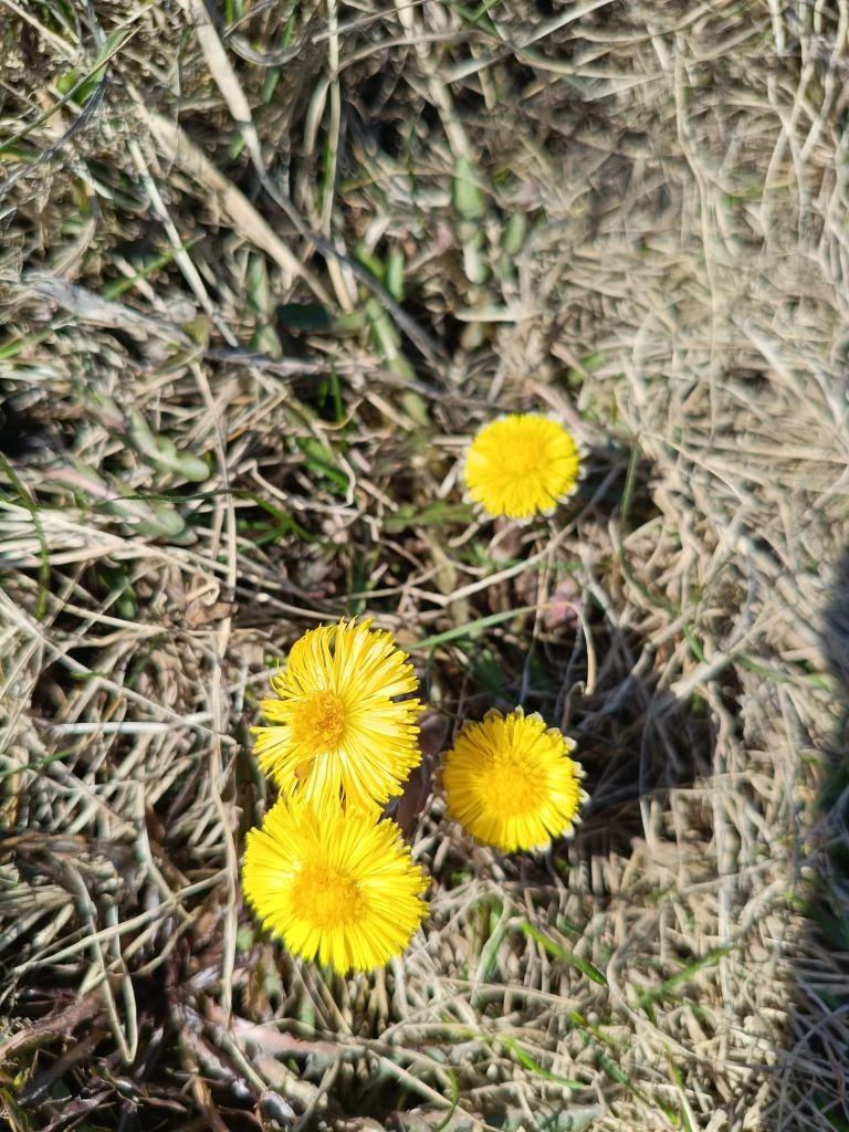 🌼Весна идёт! Весне дорогу🌼