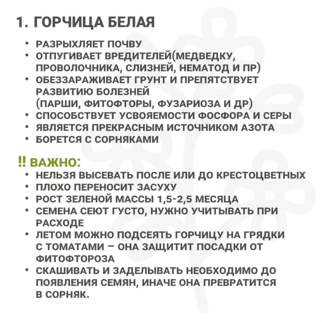 Не бывает сидератов плохих и хороших – есть подходящие или нет🪴 
 
❗️Все сидераты делятся на 3 груп