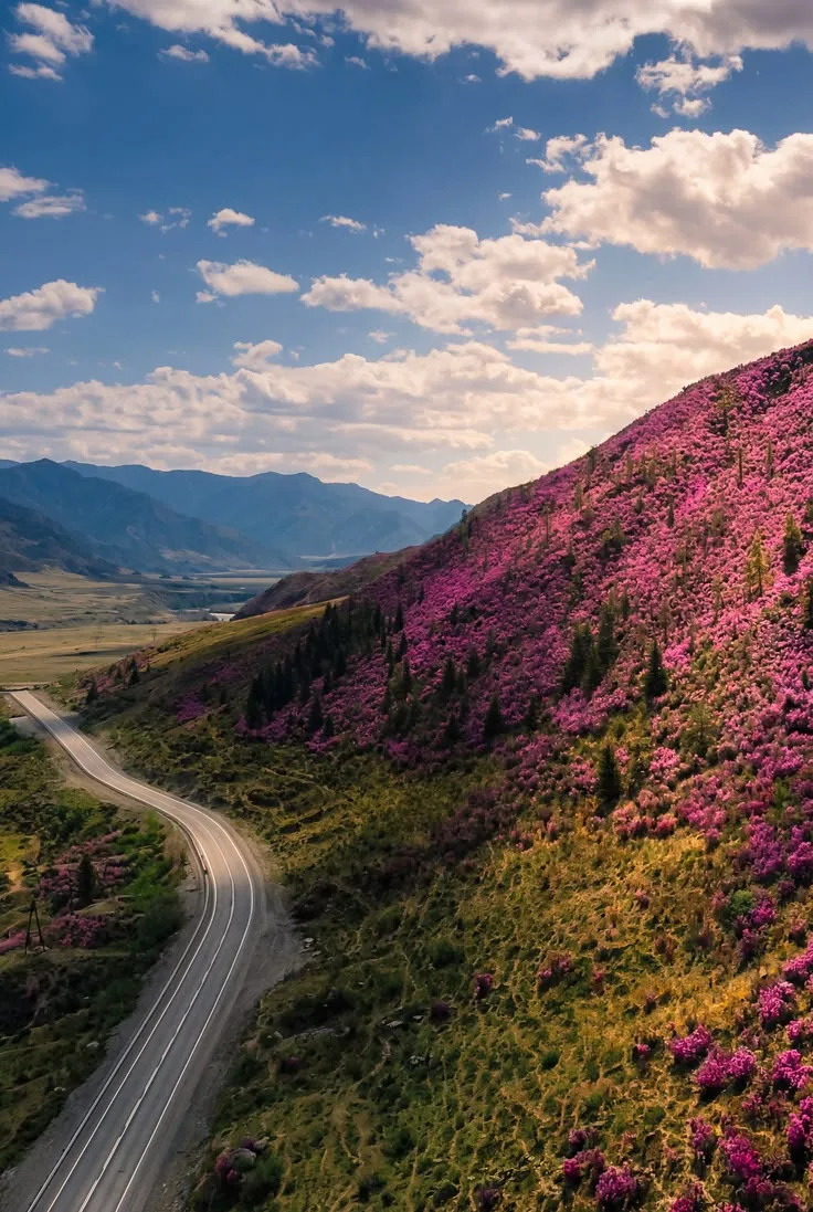 🌸 Майские праздники не за горами! 🌸

Проведите их в горах Алтая, где в это время цветёт маральник 
