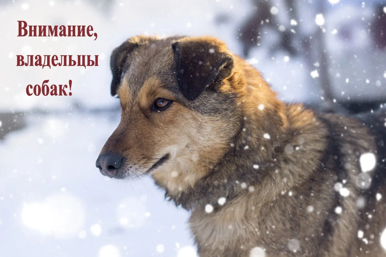 🐕 Уважаемые владельцы домашних животных!

📌 Обращаем ваше внимание на важность соблюдения правил с