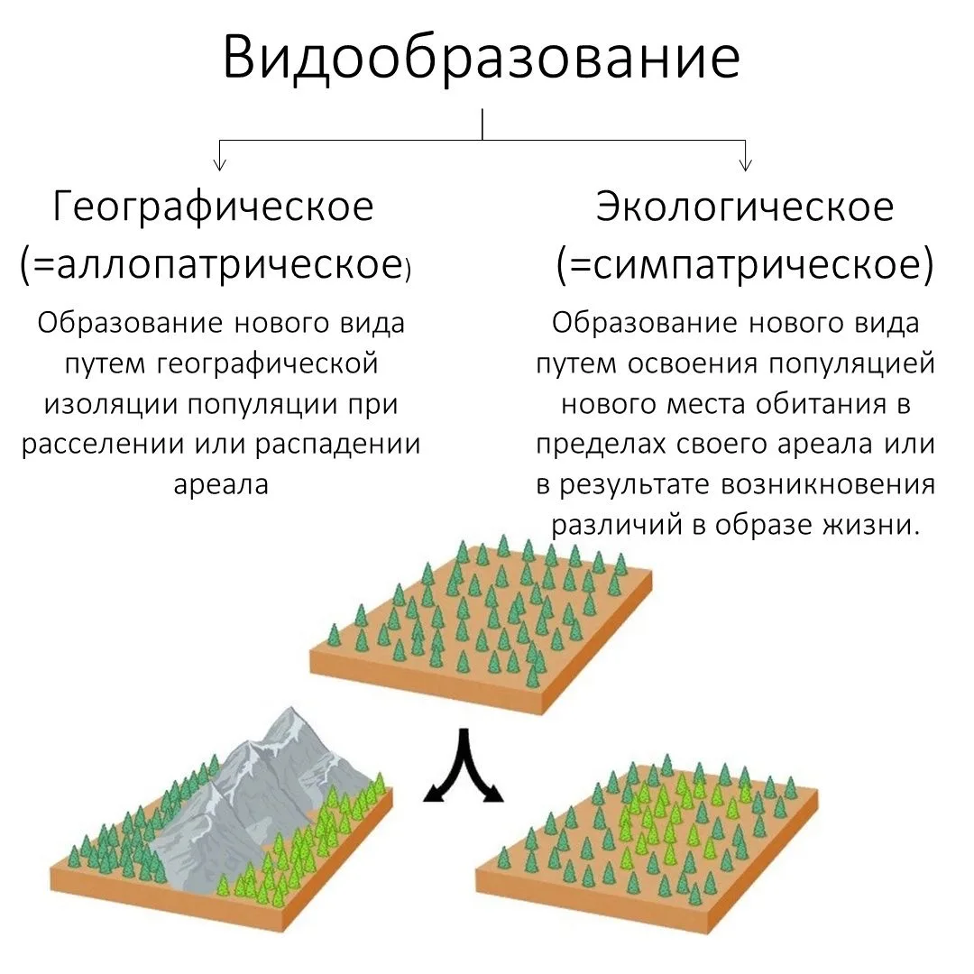 Видообразование