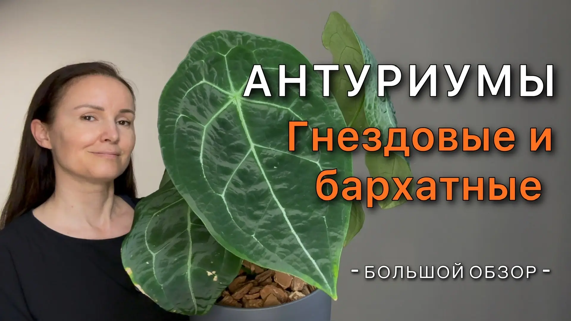 Новое видео! По многочисленным просьбам БОЛЬШОЙ ОБЗОР ВСЕХ МОИХ АНТУРИУМОВ 

12 растений. Расскажу п