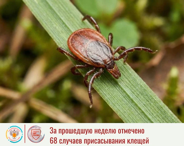 📊 По результатам еженедельного мониторинга Управления Роспотребнадзора по Республике Тыва за прошед