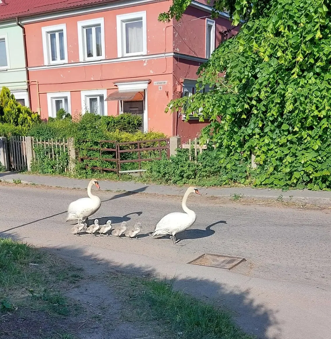 Вот такую  дружную лебединую семью наблюдали рано утром наши сотрудники и родители. Семья лебедей др