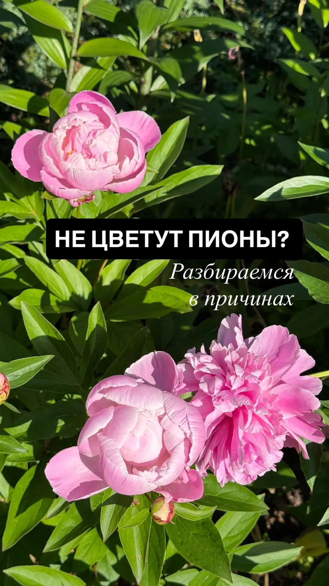 Не цветут пионы? Что делать? 

🌸🌸🌸Основные причины отсутствия цветения🌸🌸🌸

🌸Молодая, свежепод