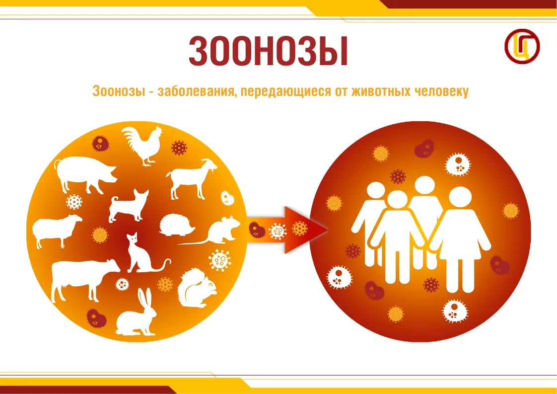 Санпросветработа

Что такое зоонозные инфекции?
Животные могут быть источником различных инфекционны