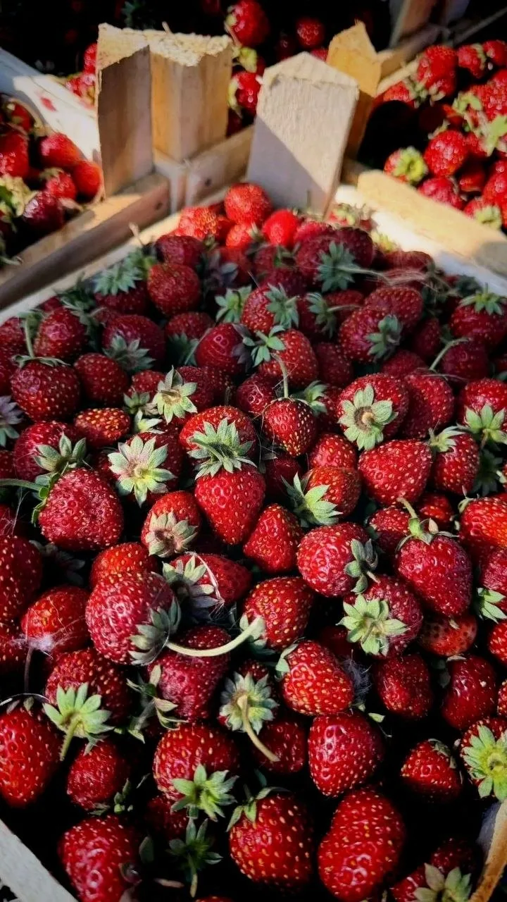 🍓 ДОРОГИЕ ДРУЗЬЯ, УЖЕ ЗАВТРА 29 ИЮЛЯ МЫ ВСТРЕЧАЕМ СВЕЖУЮ ПОСТАВКУ САМОЙ ВКУСНОЙ И ПОЛЕЗНОЙ ЯГОДЫ ОТ