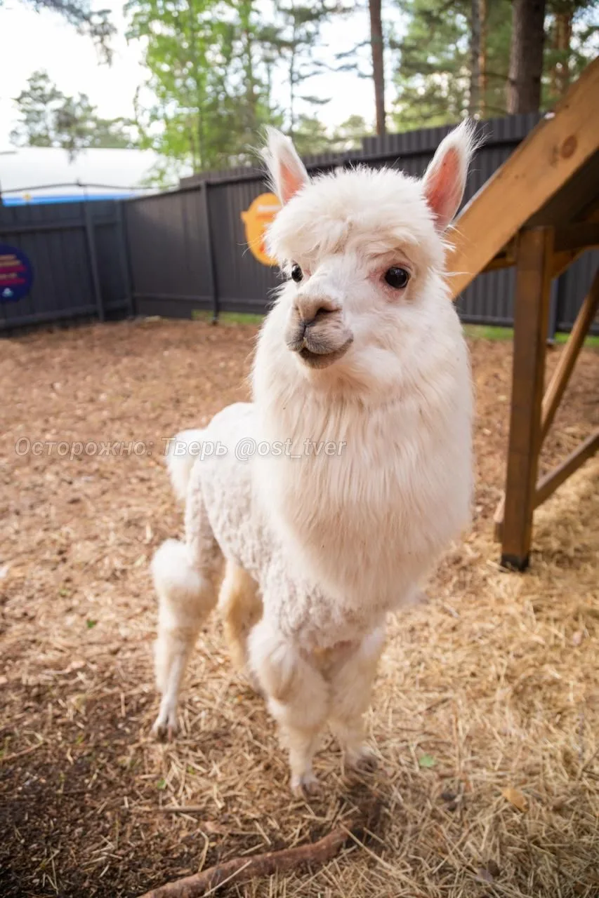 🦙 В Завидово этим летом откроется парк альпак

К дружелюбным альпакам можно будет зайти в вольер, ч