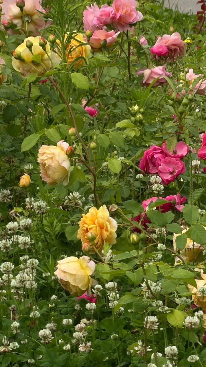 Красоты вам для настроения, дорогие🫶 🌺 🌹 🌺