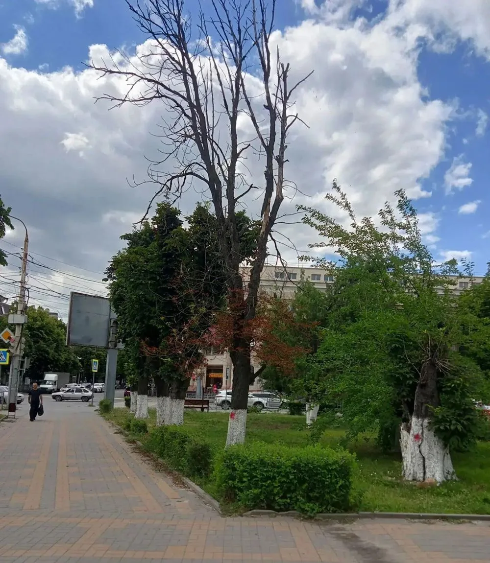 В Шахтах на площади Ленина спилят деревья

В понедельник, 22 июня, в центре в Шахтах убирают аварийн