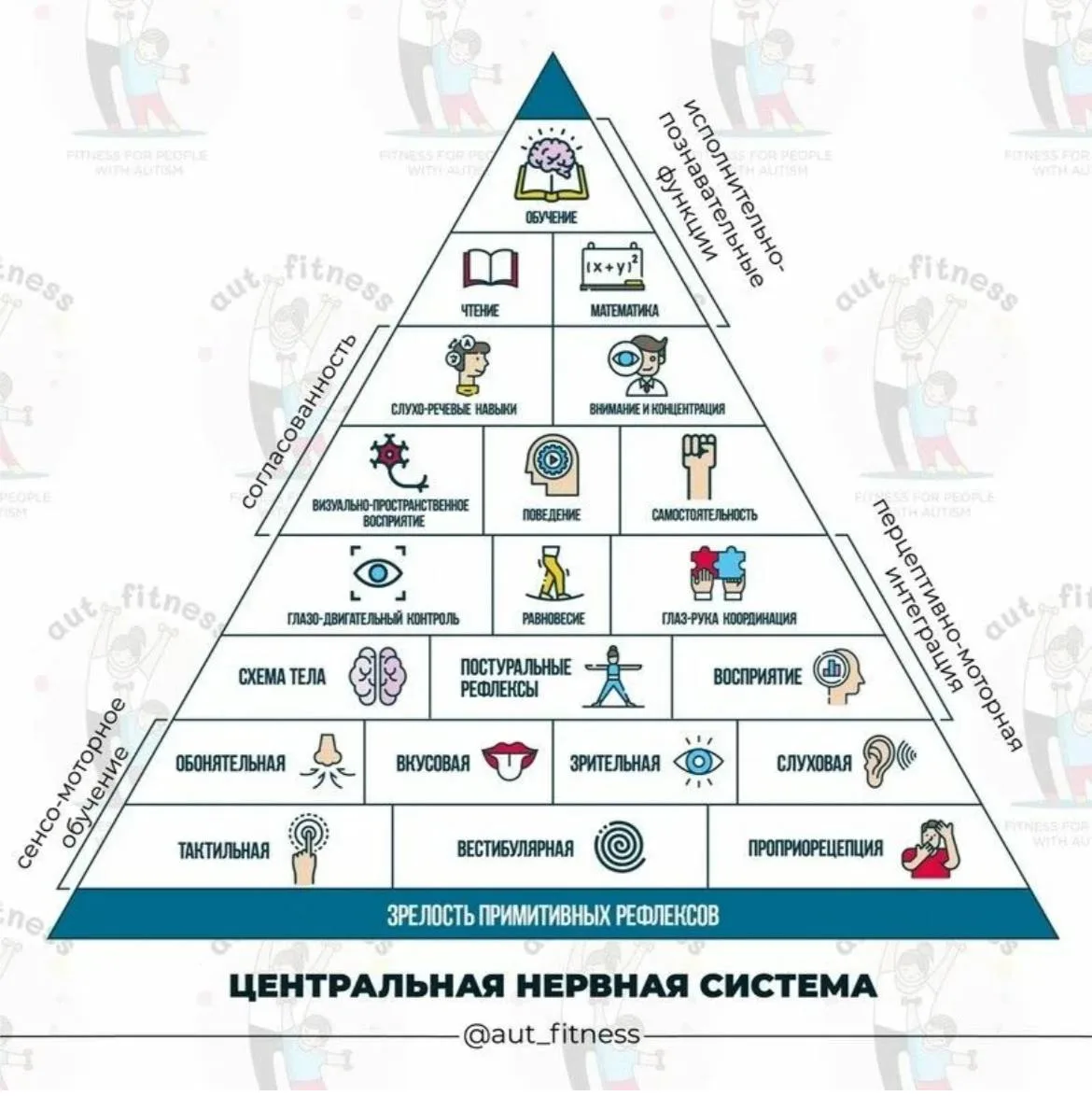 🧠 Высшие психические функции — вершина, которая формируется с самого основания

Мы привыкли думать,
