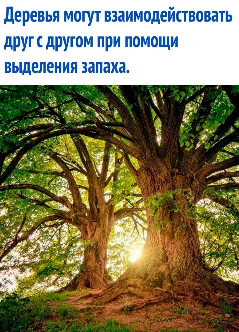 интересные факты / тайны / загадки / наука

https://max.ru/interesnie_fakti1