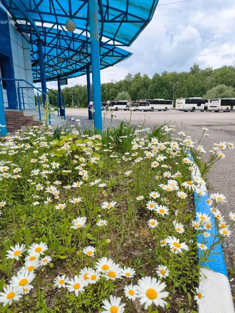 🌼 Пусть это ромашковое настроение сопровождает вас весь день: легко, светло и по-летнему тепло🌿

Ж
