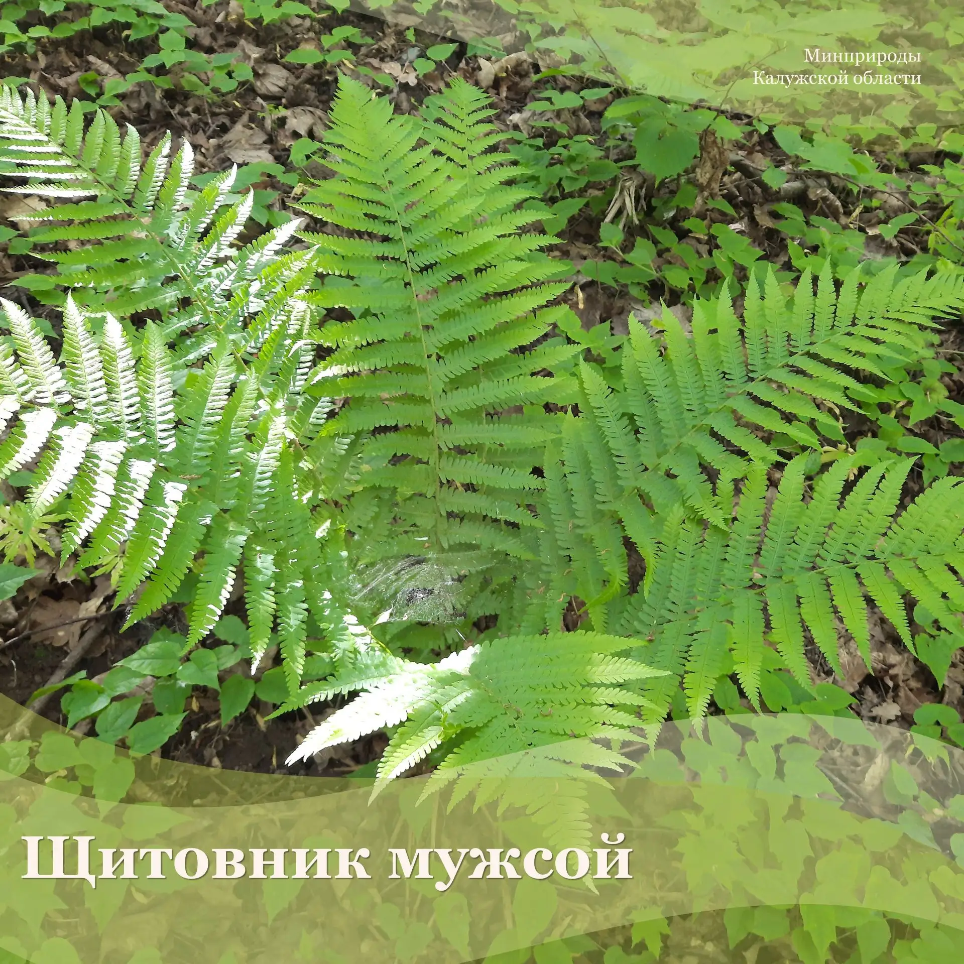 Кроме липы мелколистной или сердцевидной в старом парке в Железцово произрастают дуб черешчатый, бер