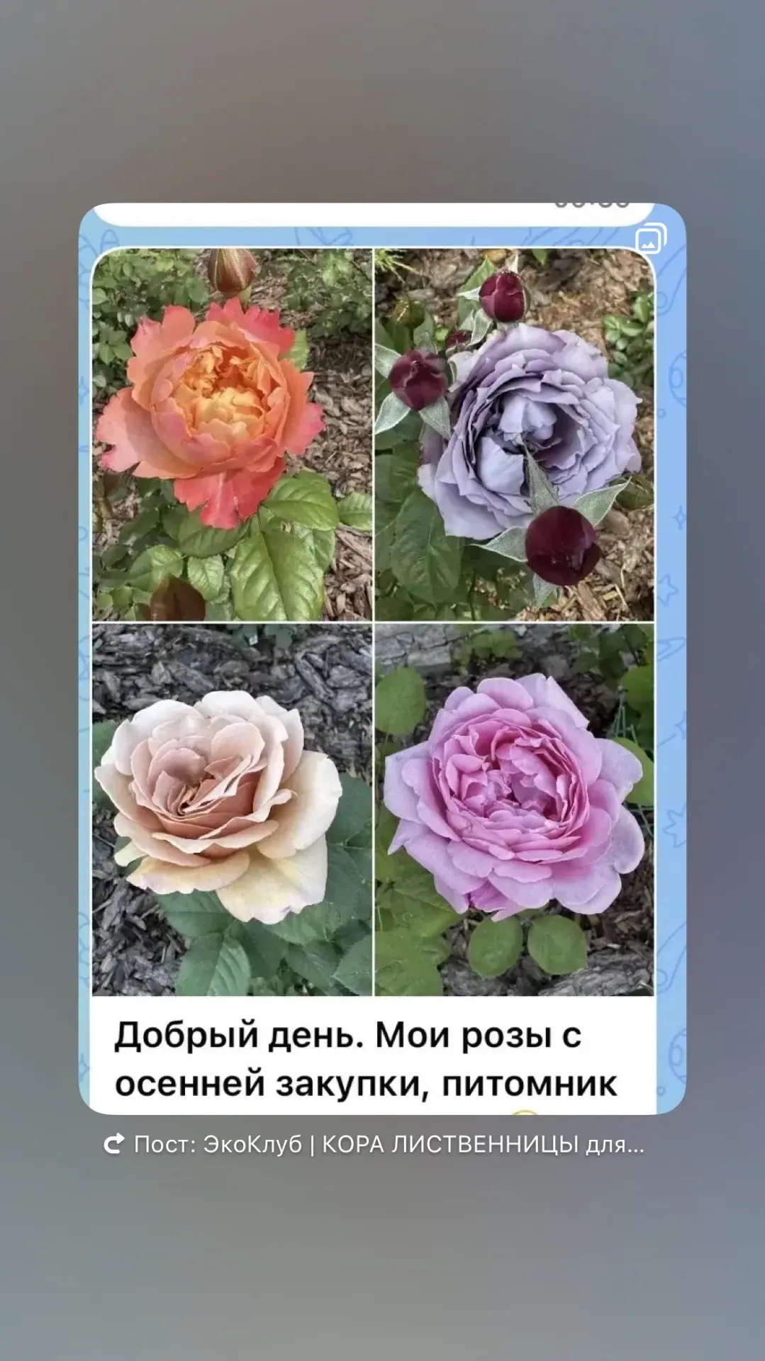 «Хвастики» участников нашего сообщества💚
В чатах сейчас активно обсуждаются сорта и виды! 

Присоед