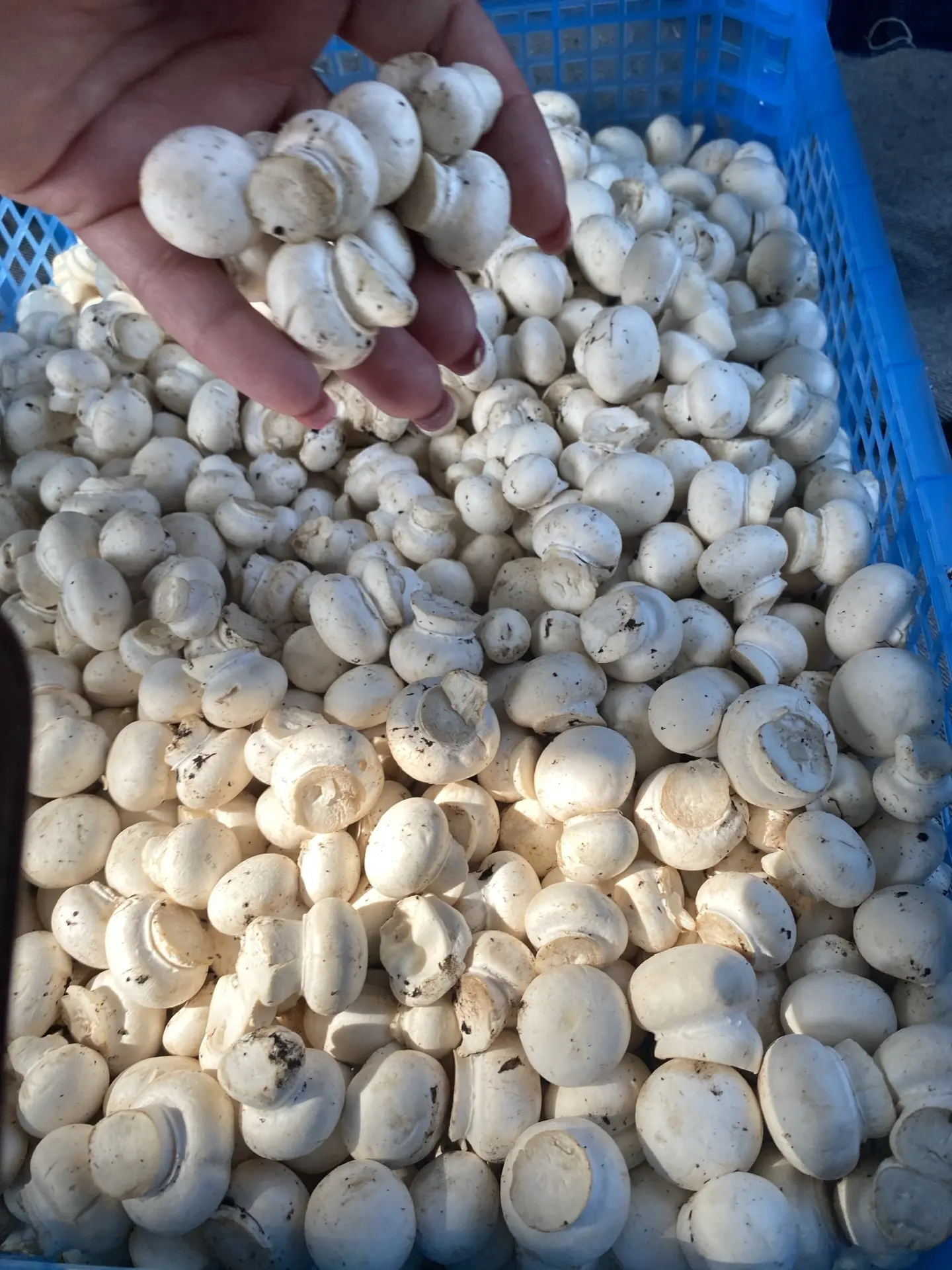‼️‼️330₽/кг