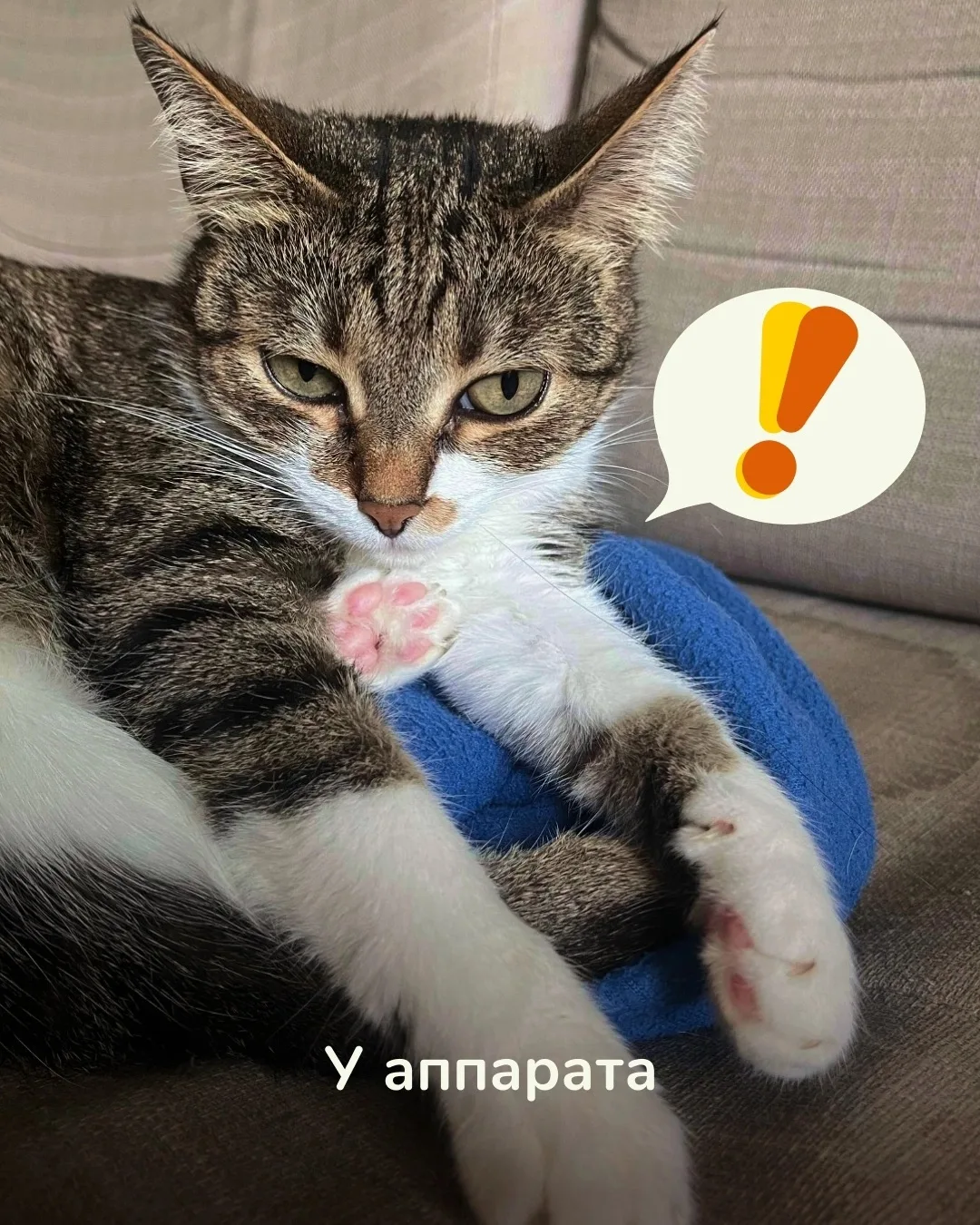 Лапка всегда наготове, ваш звонок будет принят!