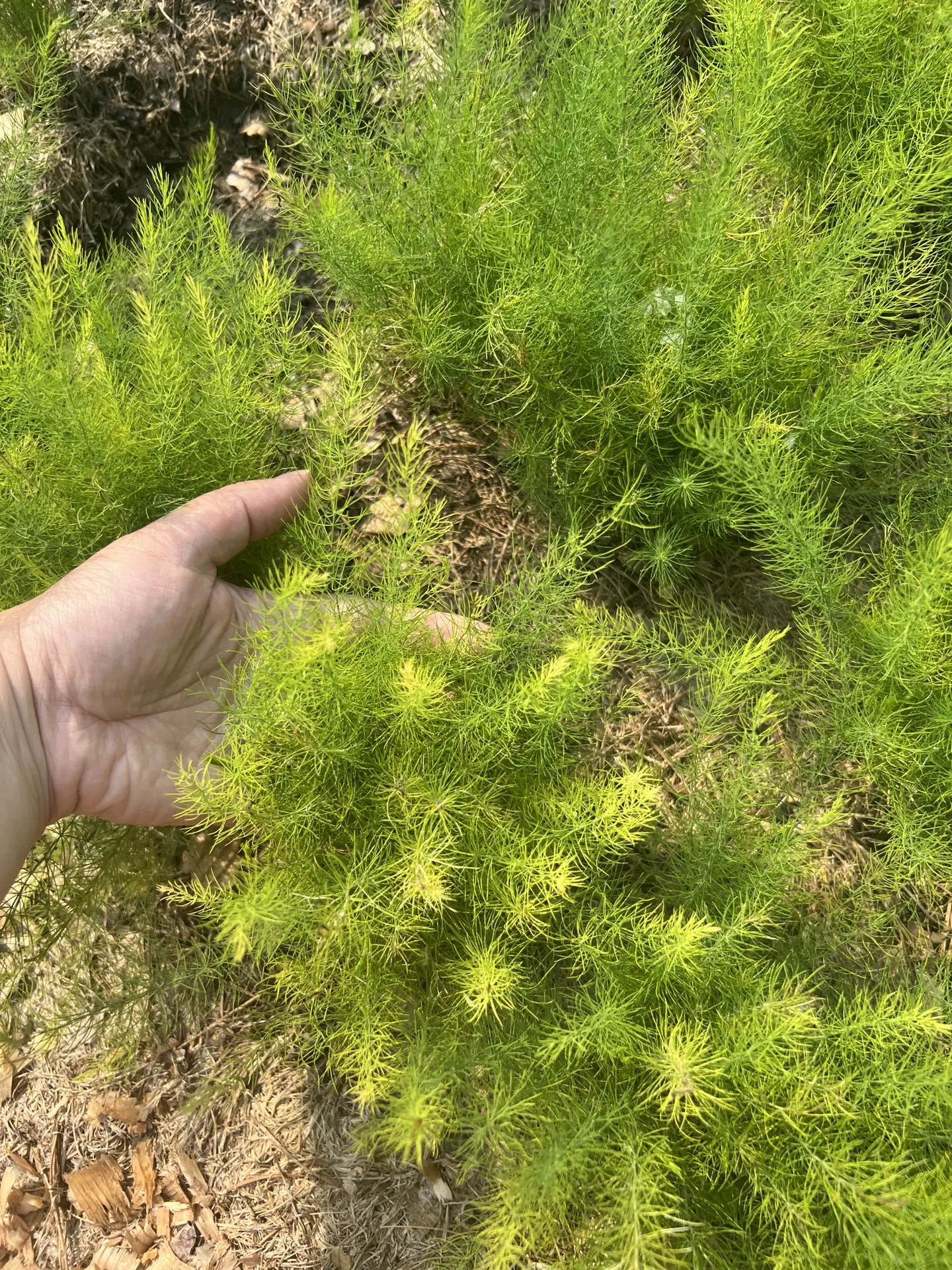 Низкорослый пушистый аспарагус по 350₽🌲