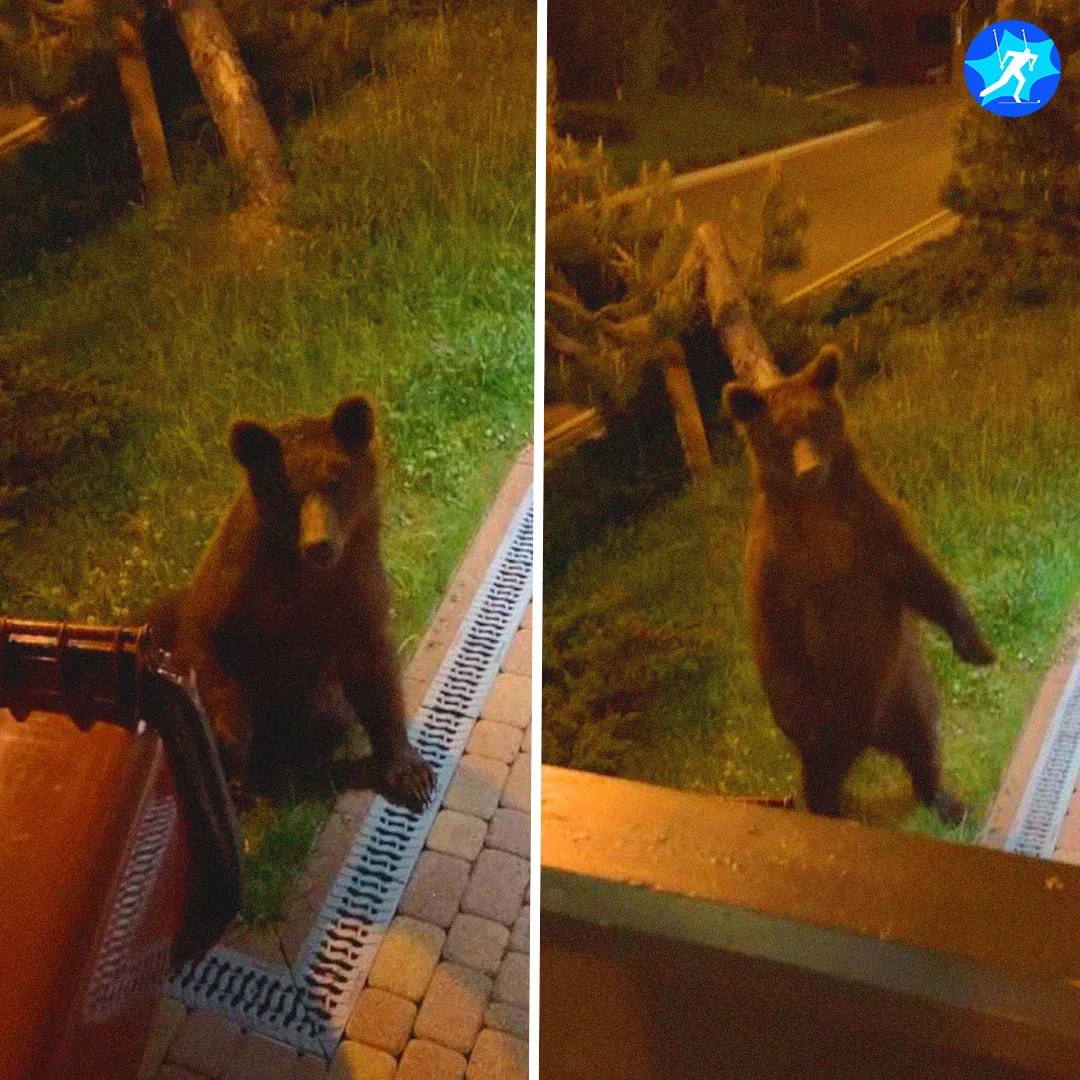 🐻 😊 Биатлонистка Инна Терещенко встретила медведя во время сборов в Сочи – зверя заметили у дома, 