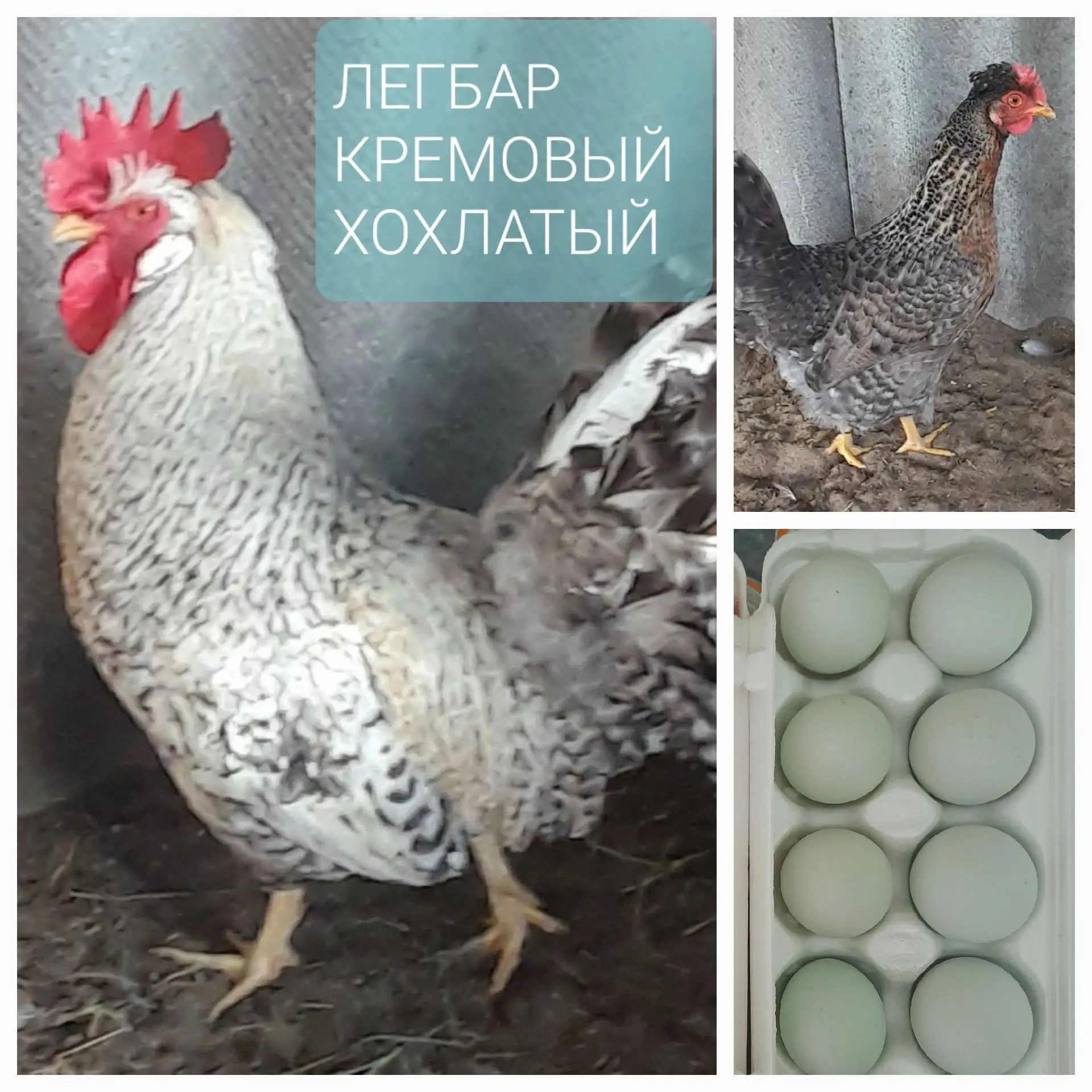 Предлагаю к продаже мясояичную английскую породу ЛЕГБАР КРЕМОВЫЙ ХОХЛАТЫЙ,голубой оттенок яйца,100р.