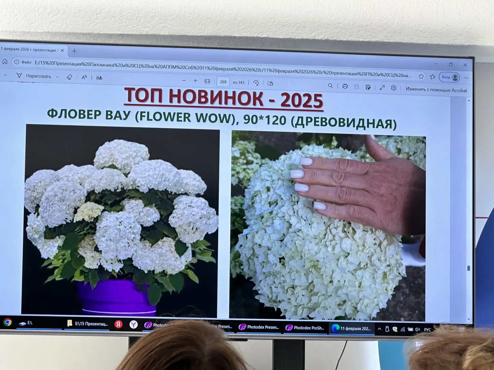 Сорт древовидной гортензии «Фловер Вау». Вау-эффект от огромных обильных соцветий и небольшого роста