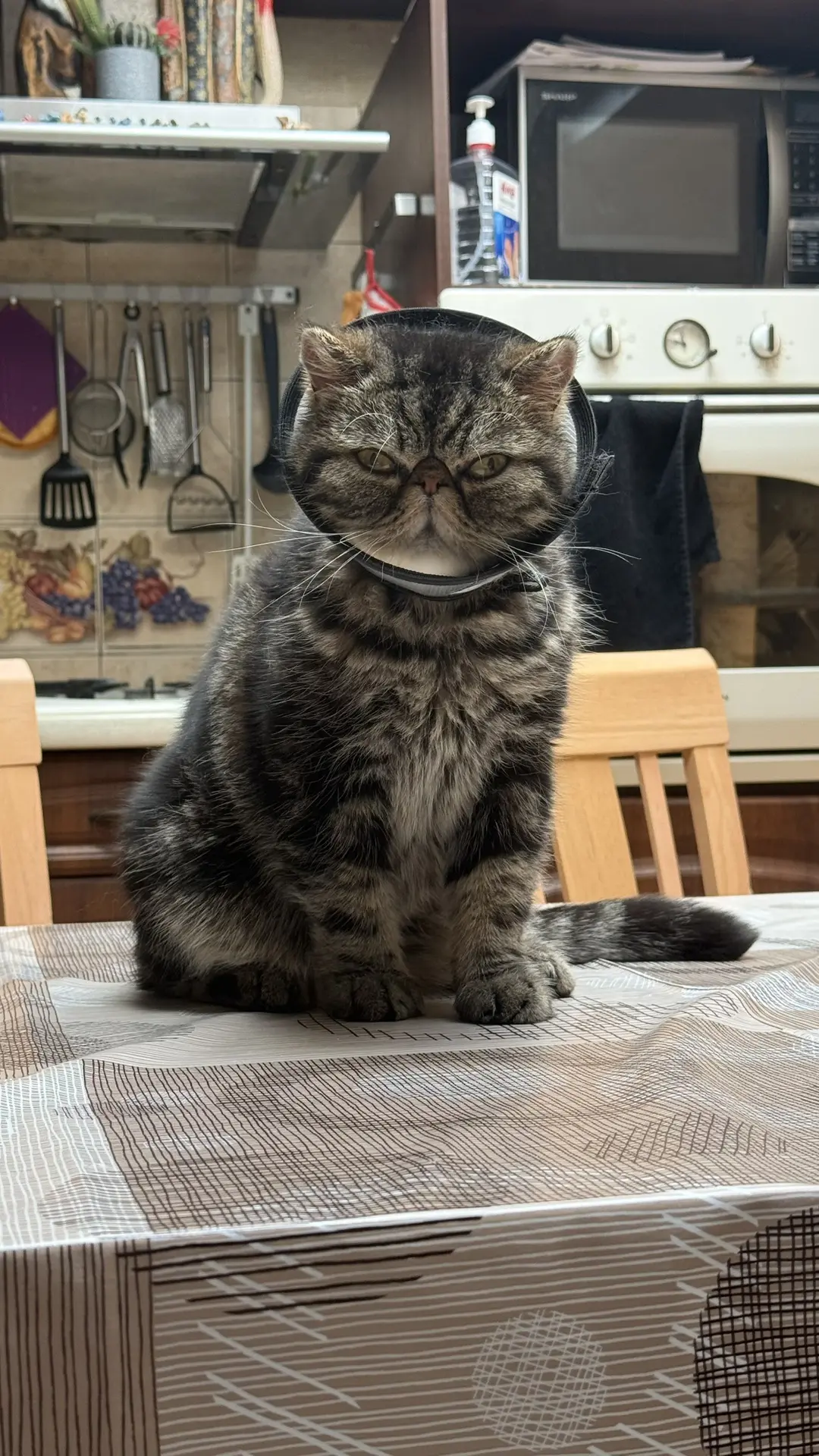 Заезжала сегодня к подруге) боже, до чего смешной кот у них 😅 это экзот, он и так очень смешной, а 