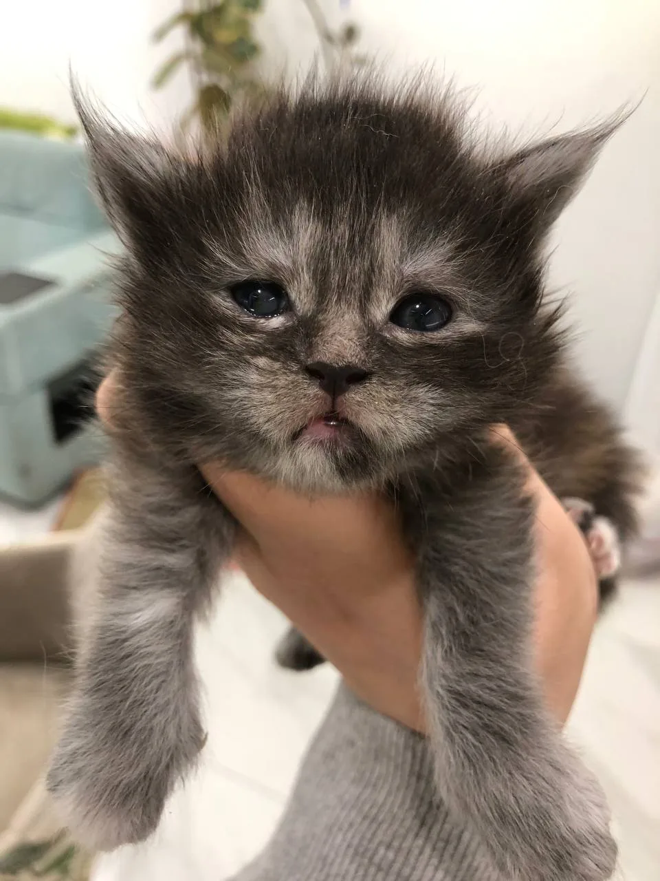 Мой  новый канал в ТГ.
https://t.me/mainecoonbestofcats
Велкам.