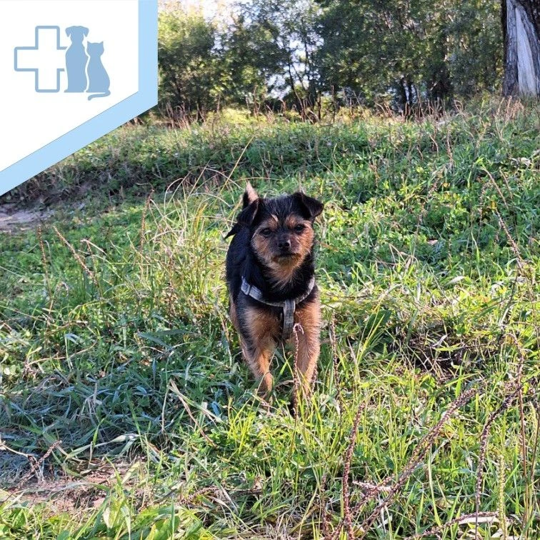 🐕 Как приучить щенка к туалету на улице?

🐶 Приучение щенка к туалету — процесс, требующий терпени