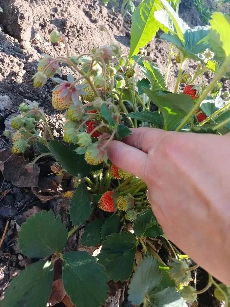 🍓🍇 Наши юные садоводы с любовью ухаживают за ягодным огородом — и результаты уже радуют! ✨
Ребята 