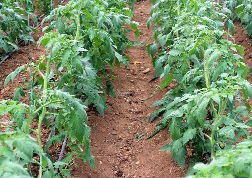 🍅 ИЮНЬСКИЙ УХОД ЗА ТОМАТАМИ: НЕ ПРОПУСТИТЕ 3 ВАЖНЫХ ШАГА

Июнь — время, когда закладывается будущий