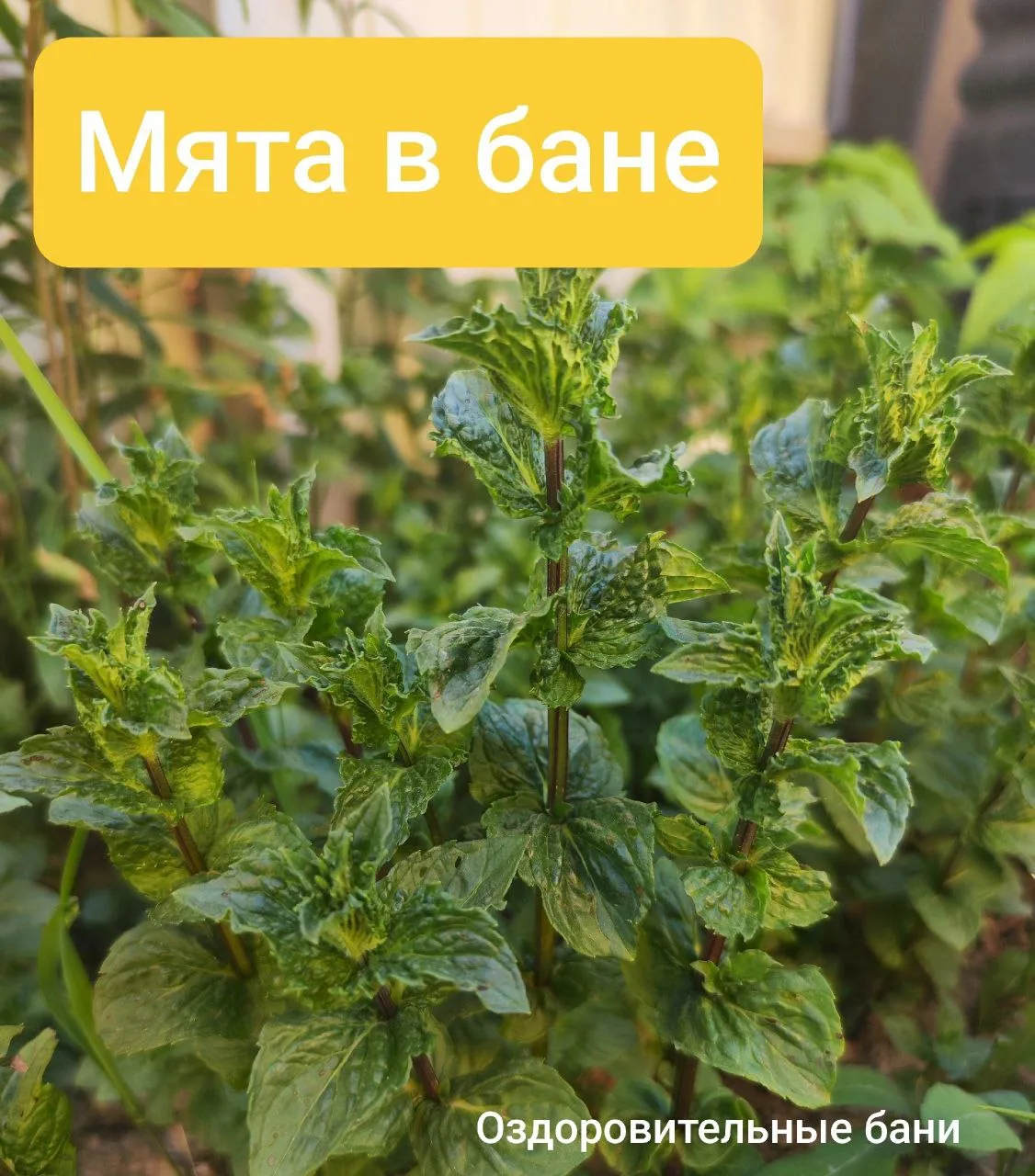 #мятавбане

Небольшой пучок сбора трав из мяты наполнит парную бани интенсивным бодрящим ароматом. 
