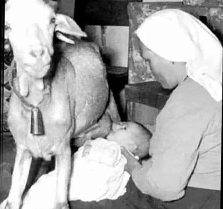 Снимок, сделанный в 1927 году, запечатлел сцену, которая сегодня многих удивит: младенец сосёт молок