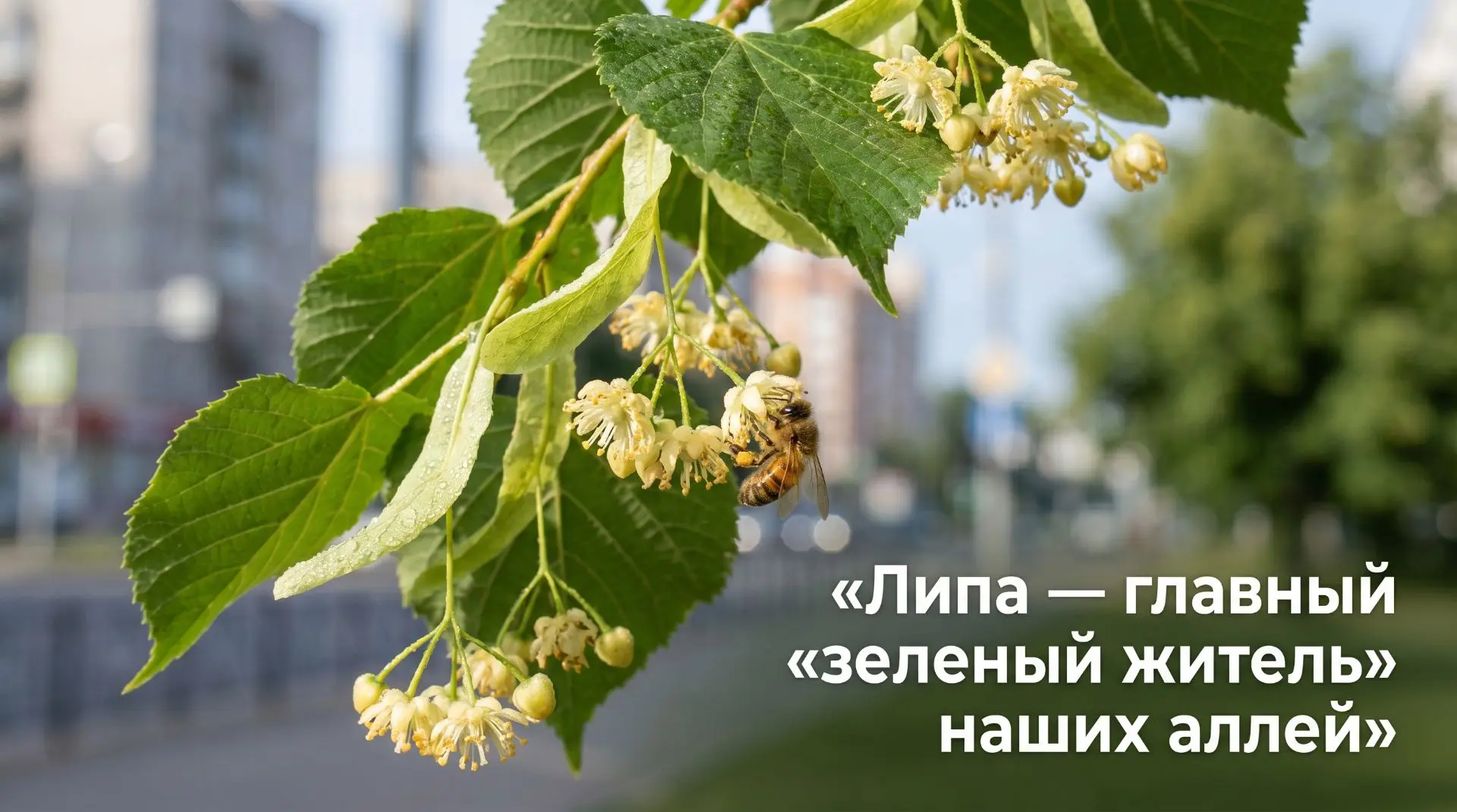 🌳 Дерево недели: ЛИПА

Друзья, знакомьтесь — главный «зеленый житель» наших аллей 👋Почему липу так