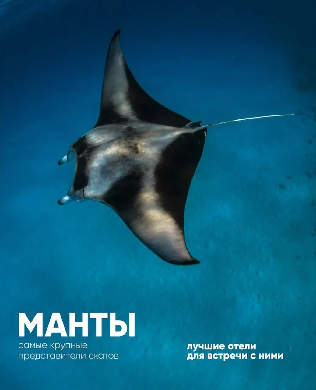 Манты: где их искать на Мальдивах?! 

Манты – это самые большие скаты не только на Мальдивах, но и в