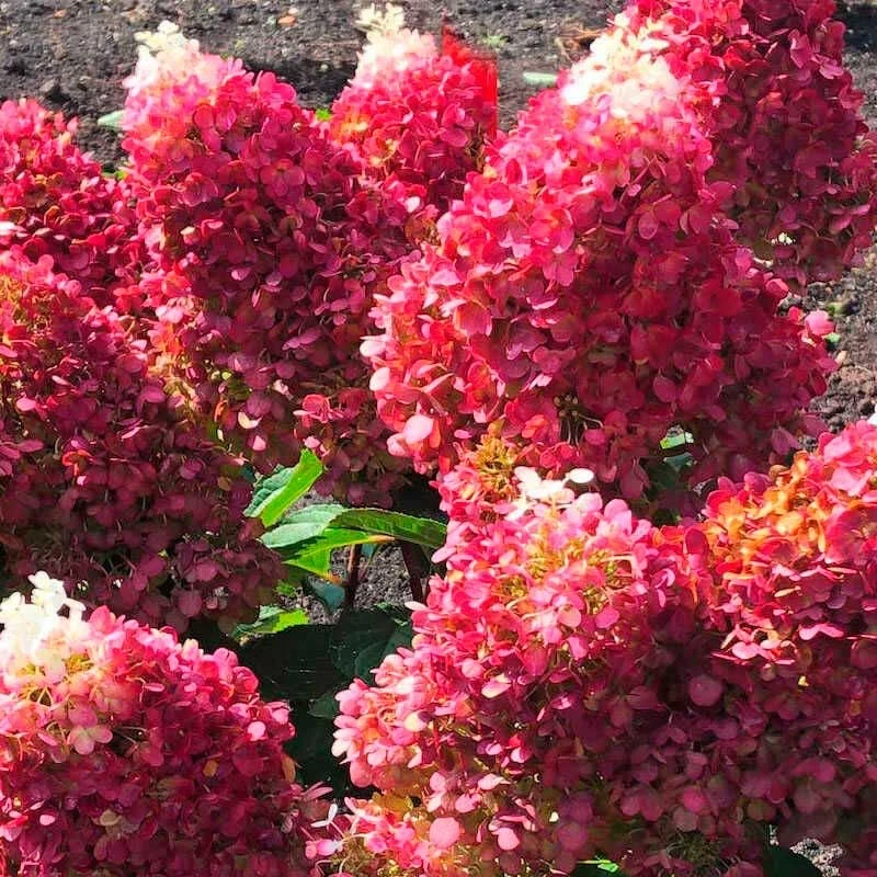 ГОРТЕНЗИЯ МЕТЕЛЬЧАТАЯ
              РЕД ВЕЛЬВЕТ

     🌸Невероятной красоты гортензия,в переводе КРА