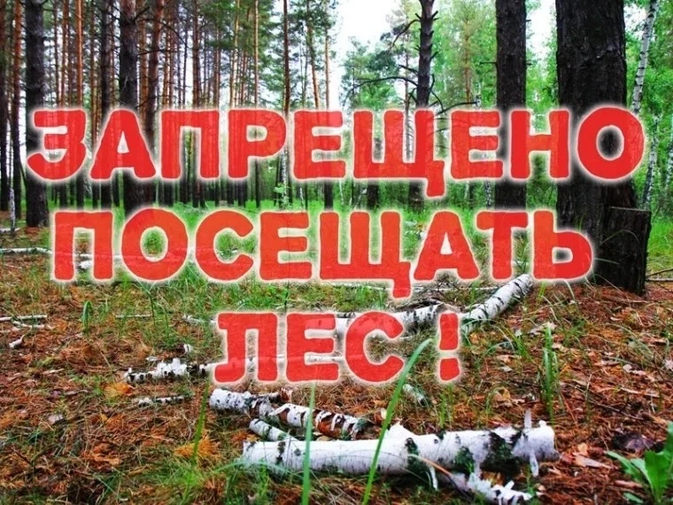 В Вельском округе введён запрет на посещение лесов. За нарушение – большой штраф.
 
С установлением 