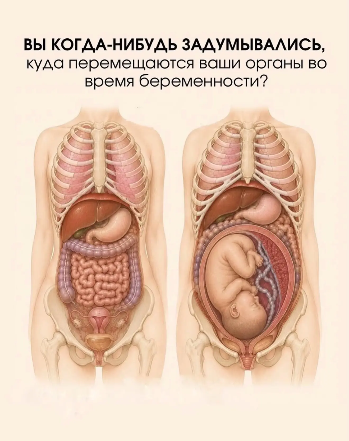 По мере роста малыша наше тело удивительным образом адаптируется. Матка расширяется вверх, диафрагма