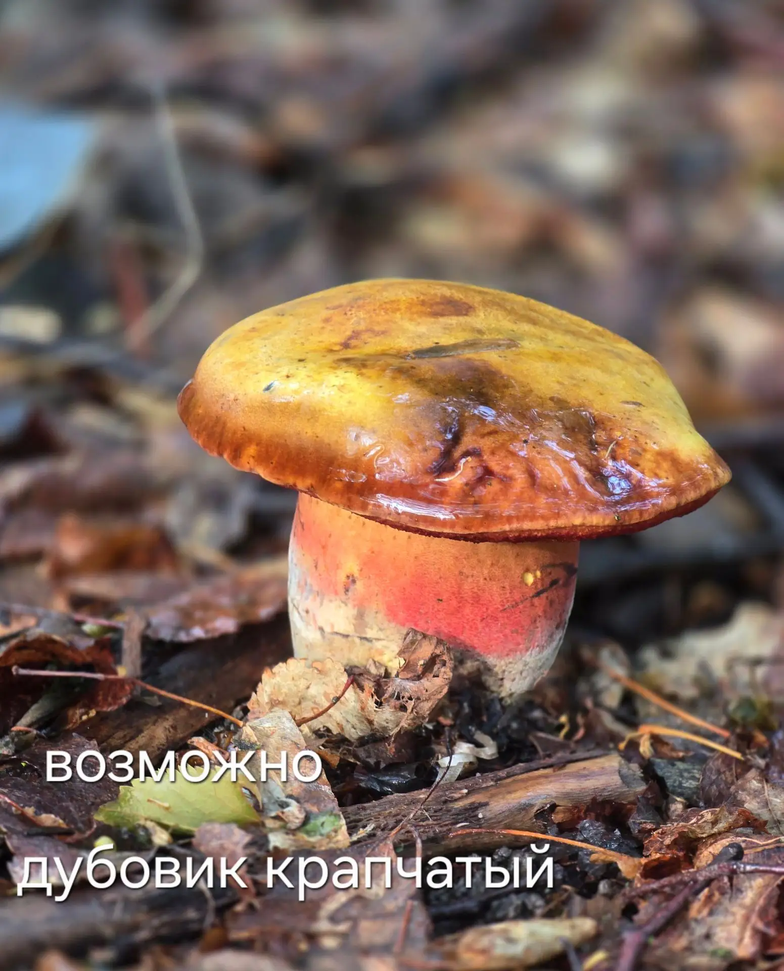 Исправила название на фото.
Горчак под ? Как точно называется не знаю.